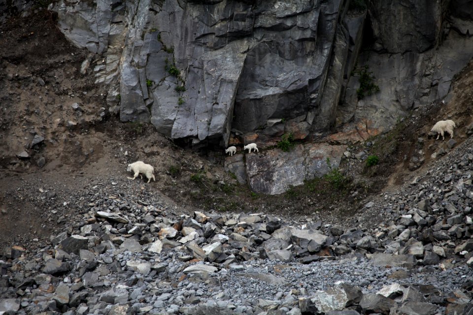 Mountain goats