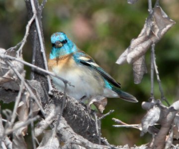 923 - LAZULI BUNTING (4-27-13) south fork, cave creek, cochise co, az