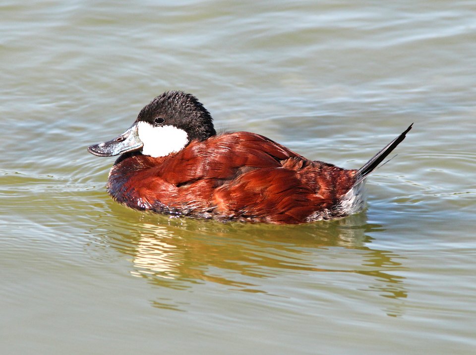 065 - RUDDY DUCK (3-26-13) mustang island, nueces co, tx