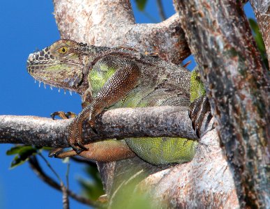 COMMON GREEN IGUANA (Iguana iguana) (3-9-13) key west tropical forest and botanical garden, key west, monroe co, fl -02