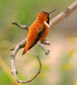 504 - RUFOUS HUMMINGBIRD (4-10-06) male, canet rd, slo co, ca (1)