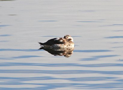 056 - LONG-TAILED DUCK (11-4-11) pena blanca lake, scc, az  (11)