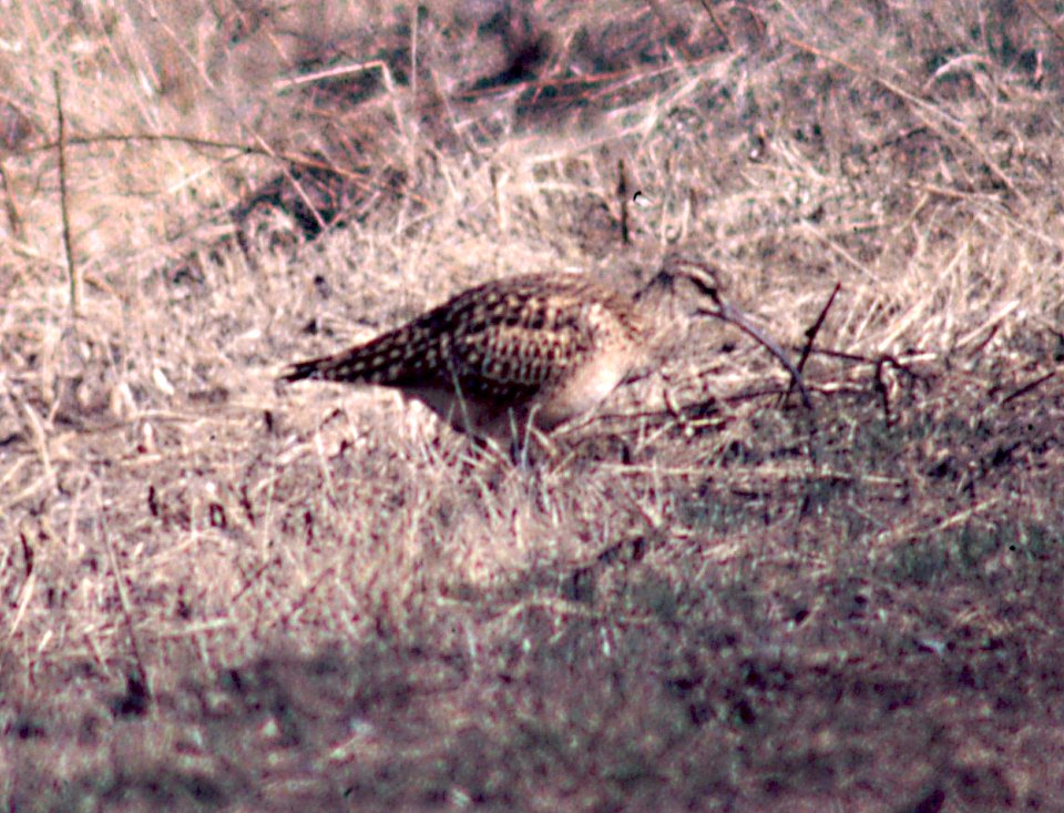 296 - BRISTLE-THIGHED CURLEW (5-12-99) homer, ak  (2)