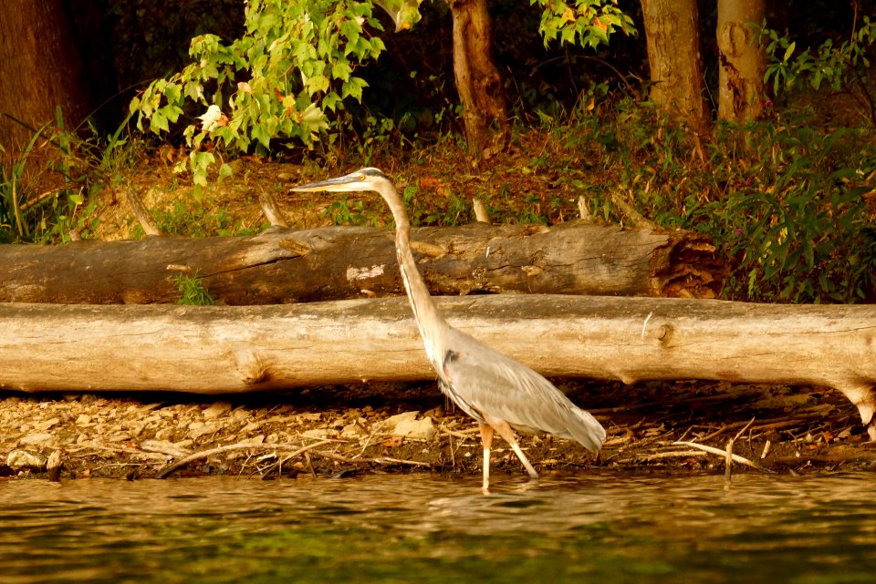 Great Blue Heron (Ardea herodias)- Boyds MD
