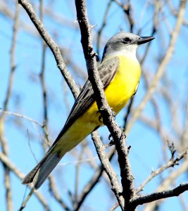 603 - COUCH'S KINGBIRD (2-5-10) frontera audubon, weslaco, tx  (2)