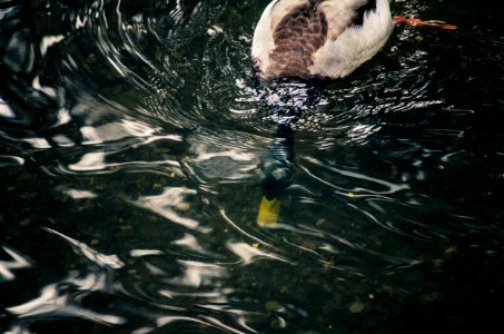 Duck head under water photo