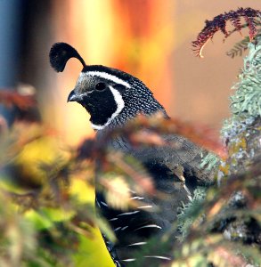 069 - CALIFORNIA QUAIL  (7-3-07) sloco, ca -2
