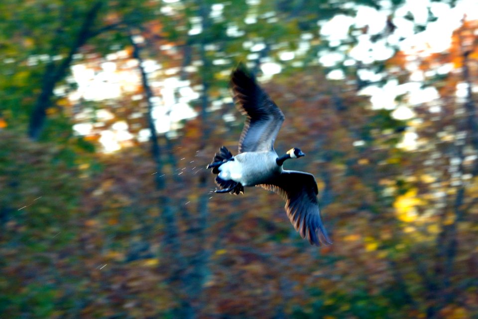 Canada Goose (Branta canadensis)