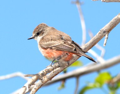 589 - VERMILION FLYCATCHER (4-20-13) patagonia-sonoita creek preserve, scc az (2)