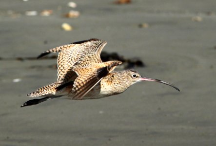 300 - LONG-BILLED CURLEW (3-22-10) morro bay, slo co, ca (6)