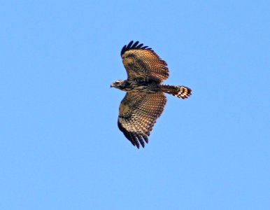 220 - COMMON BLACK HAWK (9-29-12) imm, santa cruz river, north of santa margarita lane, tumacacori, scc, az  (3)