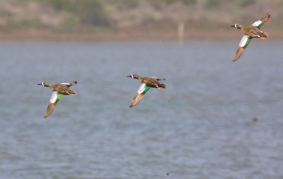 032 - BLUE-WINGED TEAL (3-25-09) sloco, ca