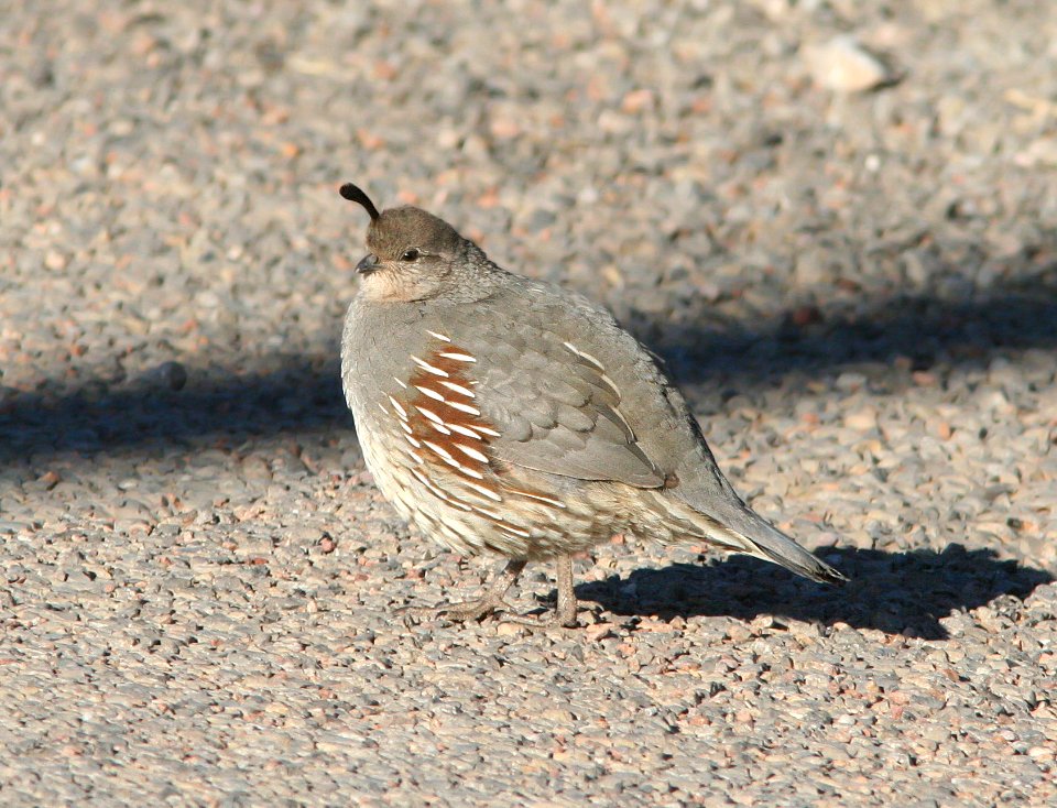 070 - GAMBELL'S QUAIL (12-28-08) van horn, tx (2)