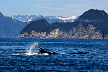 Humpback Whale photo