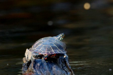 Baby Northern Red-bellied Cooter (Pseudemys rubriventris), Boyds Maryland