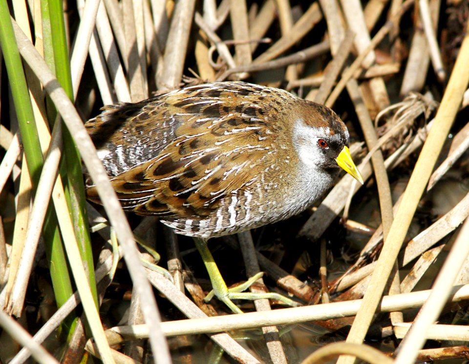 240 - SORA (2-26-10) cloisters, morro bay, slo co, ca  (4)