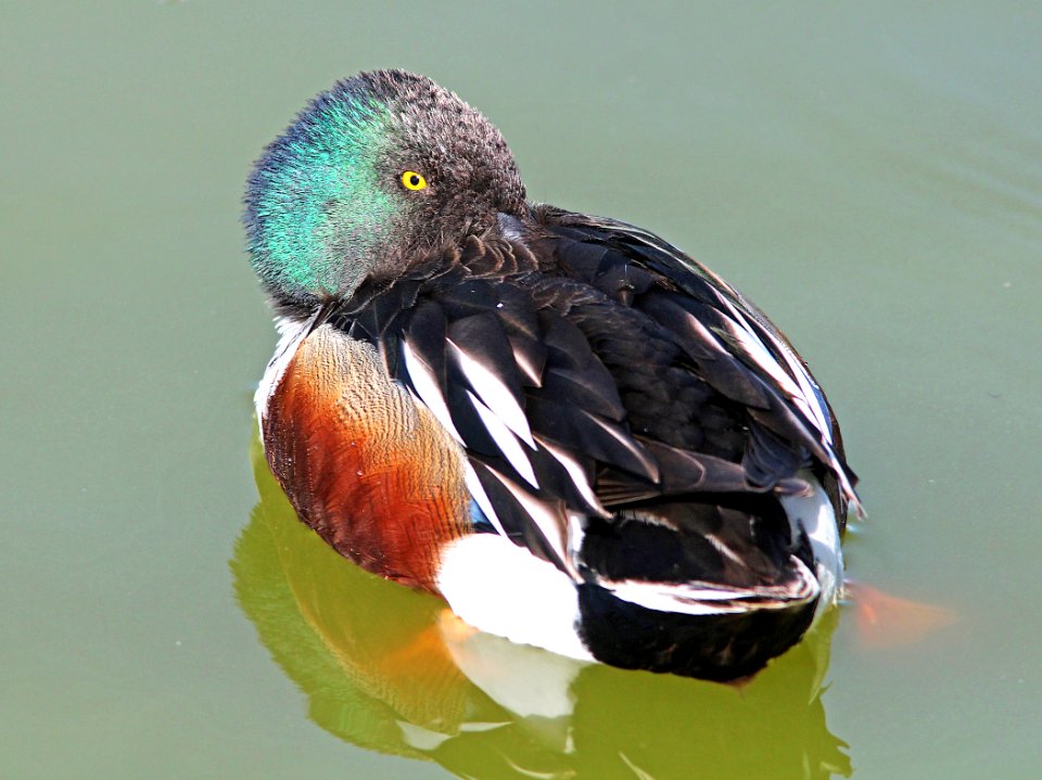 034 - NORTHERN SHOVELER (3-26-13) turnbull birding center, port aransas, nueces co, tx  (3)