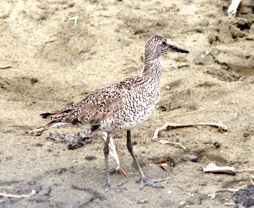 287 - EASTERN WILLET (3-22-13) cameron co, louisiana
