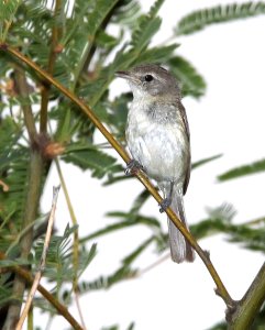620 - BELL'S VIREO (7-28-11) patagonia lake state park, scc, az - (1)