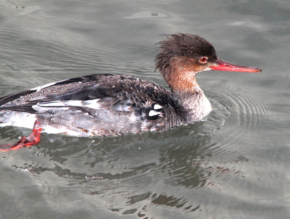 063 - RED-BREASTED MERGANSER (3-3-12) san isabel, tx  (4)
