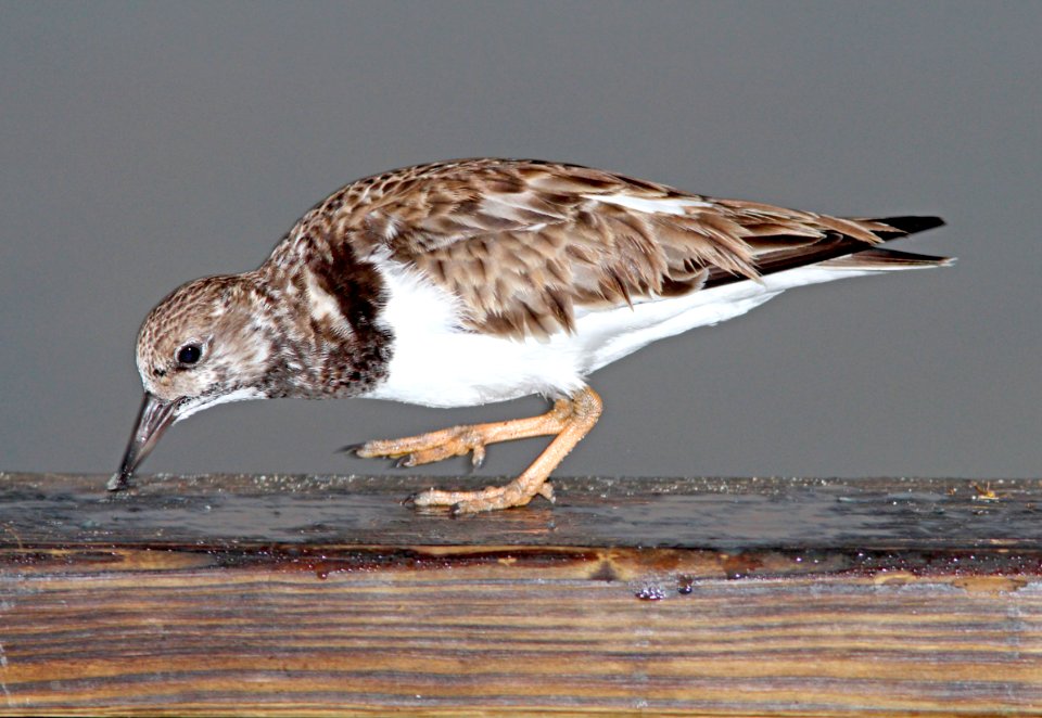 305 - RUDDY TURNSTONE (2-21-13)  sebastian inlet st park, indian river co, fl  (2)