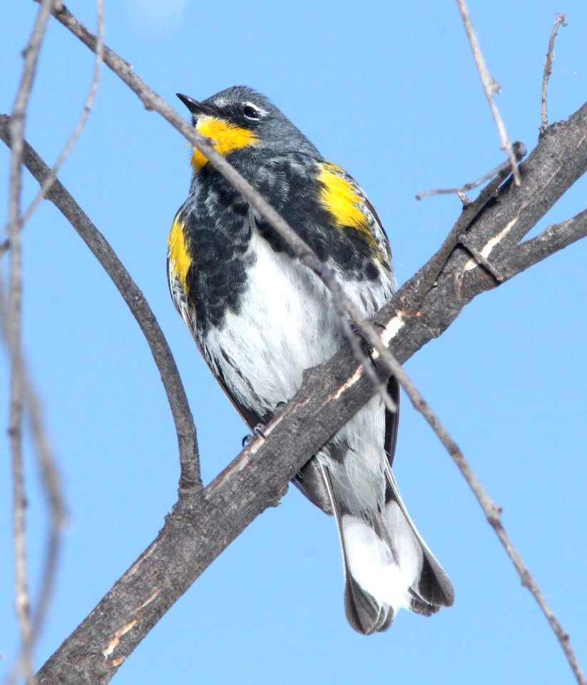 WARBLER, YELLOW-RUMPED (4-3-12) audubon's, pena blanca lake, scc, az -01
