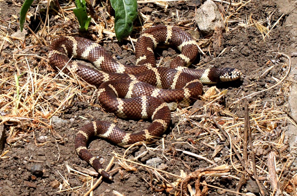 KINGSNAKE, COMMON (Lampropeltis getula ) ( 6-23-12) canet road, slo co, ca -01