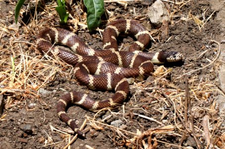 KINGSNAKE, COMMON (Lampropeltis getula ) ( 6-23-12) canet road, slo co, ca -01