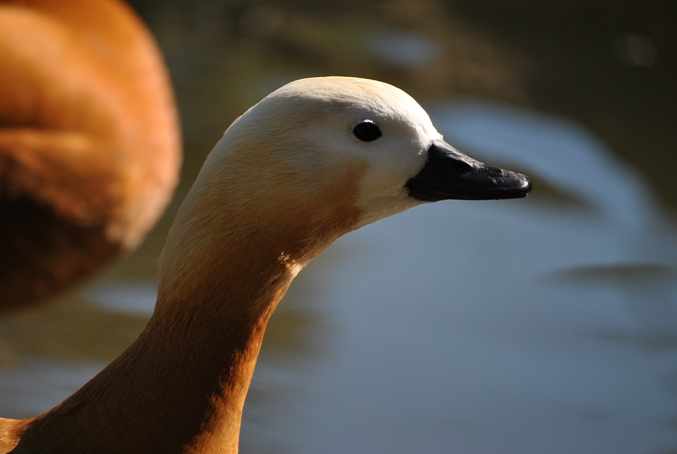 Animal zoo duck