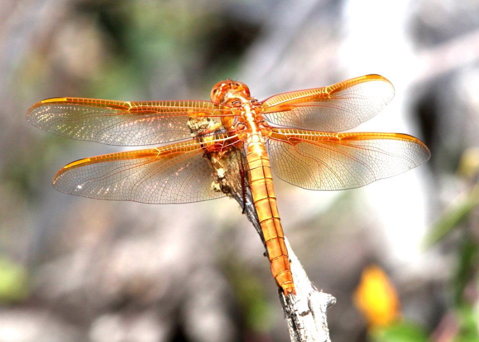 SKIMMER, FLAME (Libnellula saturata) (5-11-13) female, temporal gulch, santa rita mts, scc, az -01