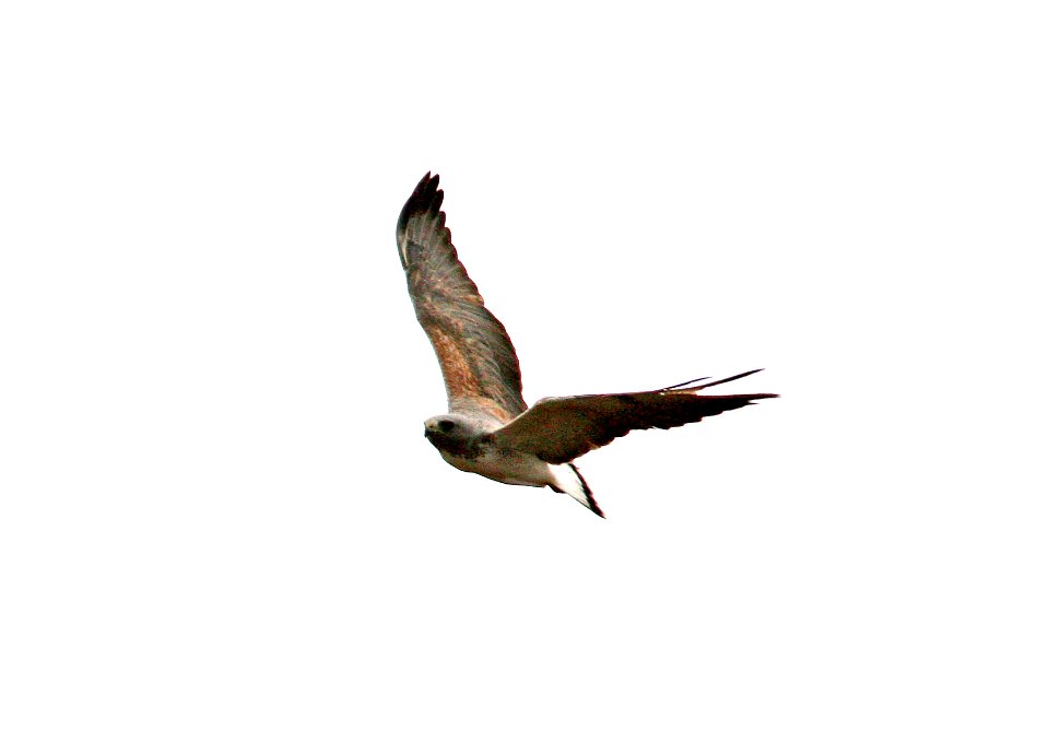 228 - WHITE-TAILED HAWK (2-15-08) harlingen, tx  (3)