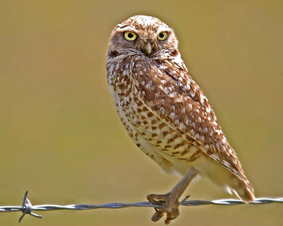 461 - BURROWING OWL (4-27-06) carrizo plain, slo co, ca