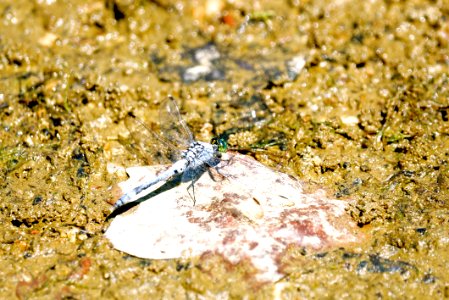 Erythemis simplicicollis - Eastern Pondhawk