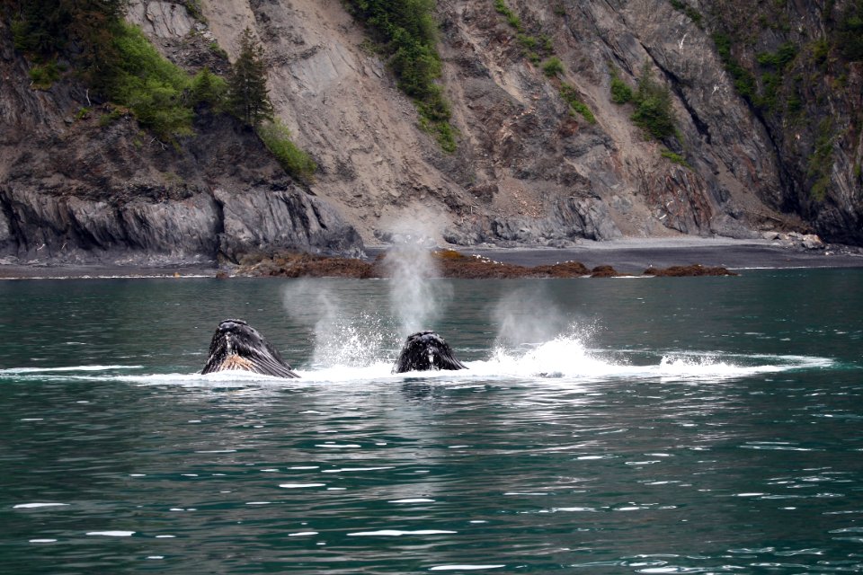 Humpback whales "bubble-net" feeding