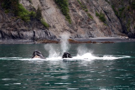 Humpback whales "bubble-net" feeding