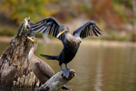 Double-Crested Cormorant (Phalacrocorax Auritus) Pair