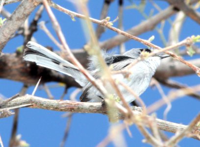 GNATCATCHER, BLACK-CAPPED (4-1-12) patagonia, scc, az -09