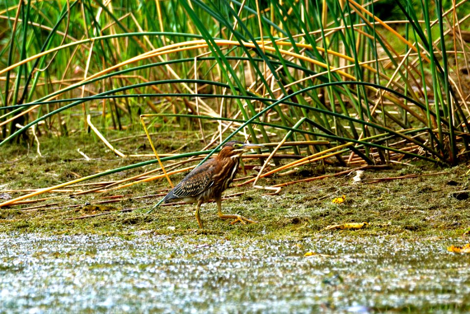 American Bittern (Botaurus lentiginosus)