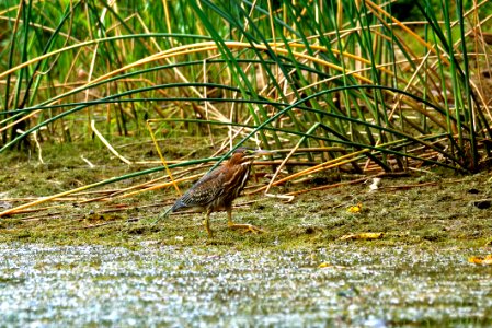 American Bittern (Botaurus lentiginosus)
