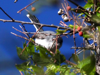 GNATCATCHER, BLUE-GRAY (4-11-12) patagonia lake, scc, az -01