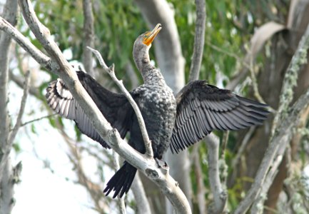 170 - DOUBLE-CRESTED CORMORANT (1-15-10) morro bay, ca photo