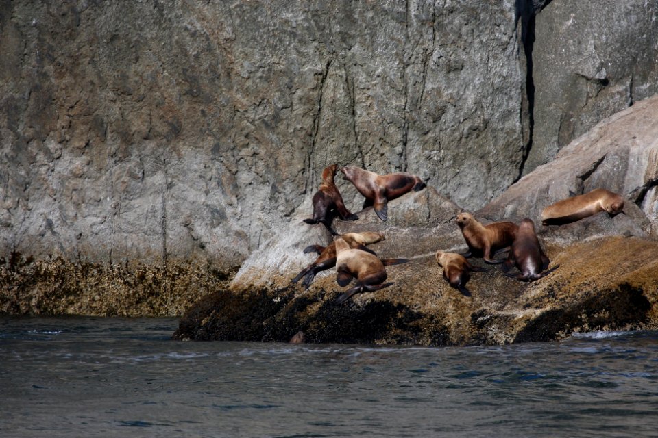 Steller sea lions