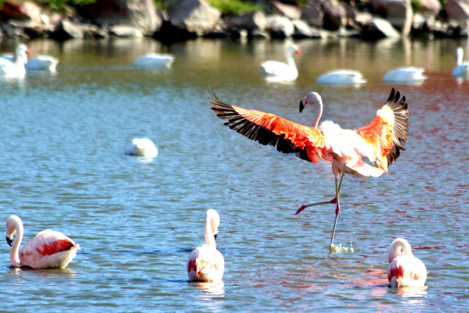 flamencos 3