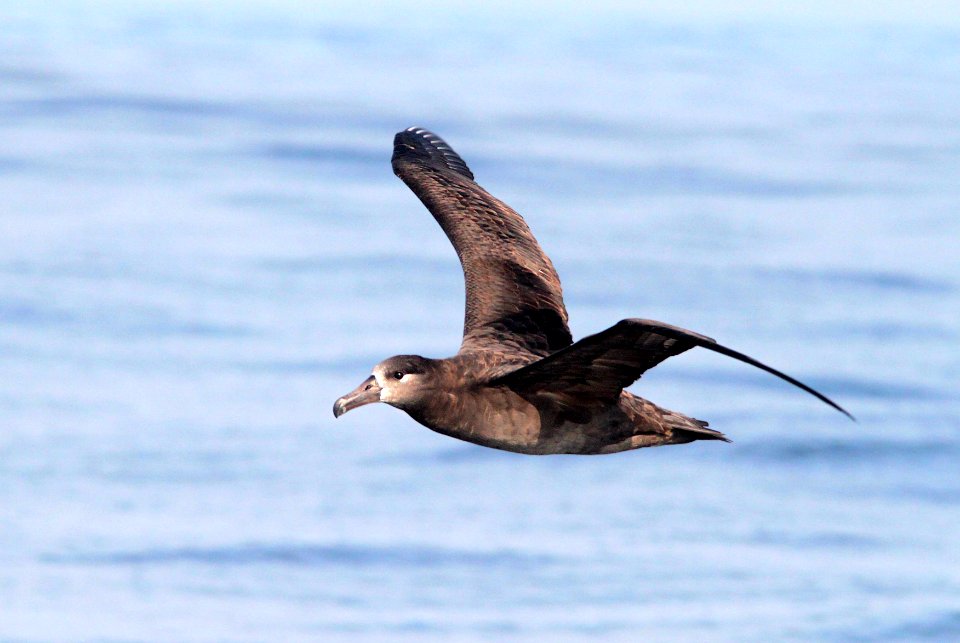 109 - BLACK-FOOTED ALBATROSS (9-25-09) monterey co, ca (9)
