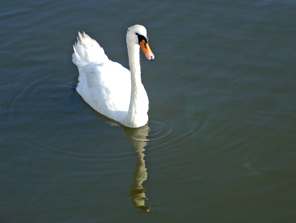 018 - MUTE SWAN (11-05) ch bay, maryland (1)