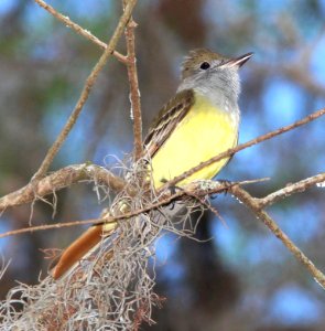 593 - GREAT CRESTED FLYCATCHER (2-22-13) highlands hammock state park, okeechobee co, fl (5) photo