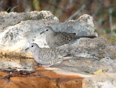 435 - INCA DOVE (11-20-10) paton's, patagonia, scc, az -01