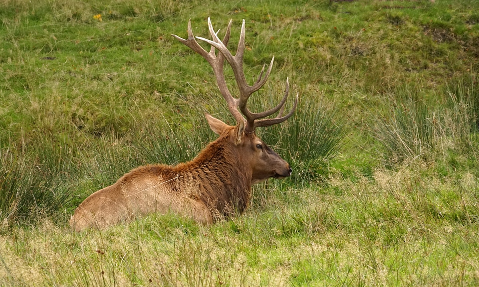 Hirsch antler forest