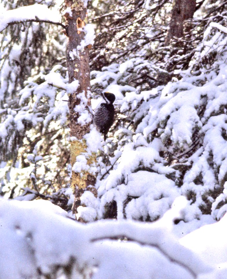 541 - BLACK-BACKED WOODPECKER (3-83) bemidji, mn
