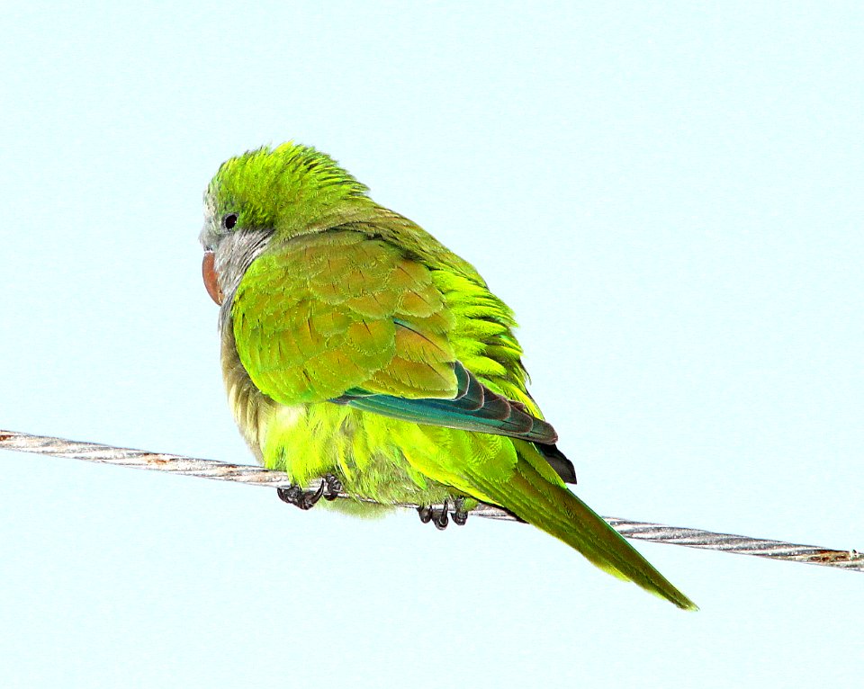 559 - MONK PARAKEET (3-24-13) corner 54th st and Ave S, galveston, tx (5)